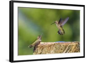 Anna's Hummingbird, Santa Cruz, California, USA-Tom Norring-Framed Photographic Print