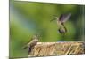 Anna's Hummingbird, Santa Cruz, California, USA-Tom Norring-Mounted Photographic Print