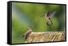 Anna's Hummingbird, Santa Cruz, California, USA-Tom Norring-Framed Stretched Canvas