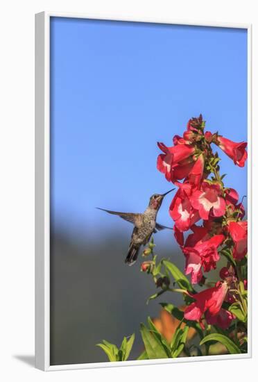 Anna's Hummingbird, Santa Cruz, California, USA-Tom Norring-Framed Photographic Print