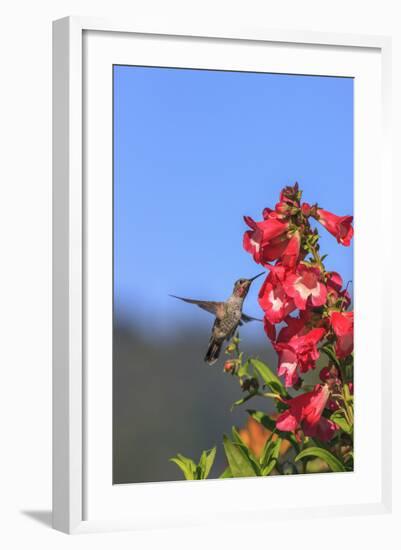 Anna's Hummingbird, Santa Cruz, California, USA-Tom Norring-Framed Photographic Print