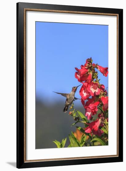 Anna's Hummingbird, Santa Cruz, California, USA-Tom Norring-Framed Photographic Print