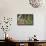 Anna's Hummingbird, Santa Cruz, California, USA-Tom Norring-Framed Stretched Canvas displayed on a wall