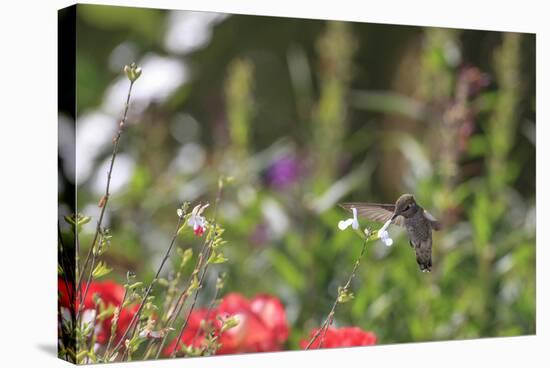 Anna's Hummingbird, Santa Cruz, California, USA-Tom Norring-Stretched Canvas