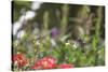 Anna's Hummingbird, Santa Cruz, California, USA-Tom Norring-Stretched Canvas