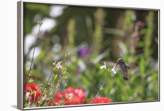 Anna's Hummingbird, Santa Cruz, California, USA-Tom Norring-Framed Photographic Print