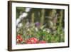 Anna's Hummingbird, Santa Cruz, California, USA-Tom Norring-Framed Photographic Print