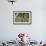 Anna's Hummingbird, Santa Cruz, California, USA-Tom Norring-Framed Photographic Print displayed on a wall