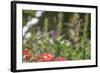 Anna's Hummingbird, Santa Cruz, California, USA-Tom Norring-Framed Photographic Print