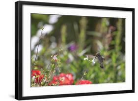 Anna's Hummingbird, Santa Cruz, California, USA-Tom Norring-Framed Photographic Print