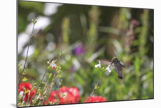 Anna's Hummingbird, Santa Cruz, California, USA-Tom Norring-Mounted Photographic Print