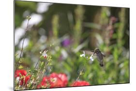 Anna's Hummingbird, Santa Cruz, California, USA-Tom Norring-Mounted Photographic Print