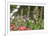 Anna's Hummingbird, Santa Cruz, California, USA-Tom Norring-Framed Photographic Print