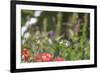 Anna's Hummingbird, Santa Cruz, California, USA-Tom Norring-Framed Photographic Print