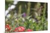 Anna's Hummingbird, Santa Cruz, California, USA-Tom Norring-Mounted Photographic Print