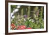 Anna's Hummingbird, Santa Cruz, California, USA-Tom Norring-Framed Photographic Print