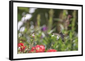 Anna's Hummingbird, Santa Cruz, California, USA-Tom Norring-Framed Photographic Print