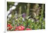 Anna's Hummingbird, Santa Cruz, California, USA-Tom Norring-Framed Photographic Print