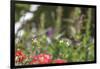 Anna's Hummingbird, Santa Cruz, California, USA-Tom Norring-Framed Photographic Print