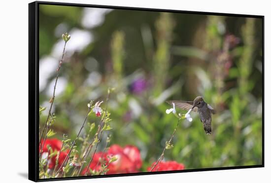 Anna's Hummingbird, Santa Cruz, California, USA-Tom Norring-Framed Stretched Canvas
