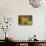 Anna's Hummingbird, Santa Cruz, California, USA-Tom Norring-Stretched Canvas displayed on a wall
