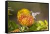 Anna's Hummingbird, Santa Cruz, California, USA-Tom Norring-Framed Stretched Canvas