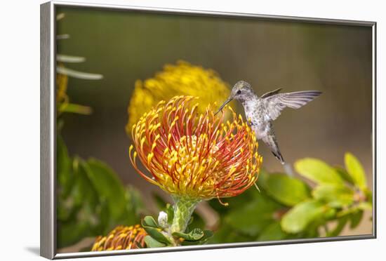 Anna's Hummingbird, Santa Cruz, California, USA-Tom Norring-Framed Photographic Print