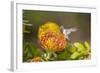 Anna's Hummingbird, Santa Cruz, California, USA-Tom Norring-Framed Photographic Print