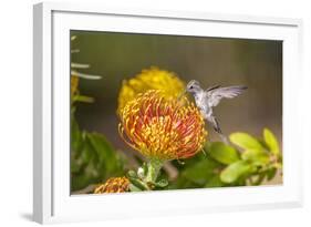 Anna's Hummingbird, Santa Cruz, California, USA-Tom Norring-Framed Photographic Print