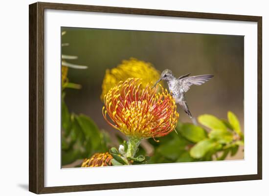 Anna's Hummingbird, Santa Cruz, California, USA-Tom Norring-Framed Photographic Print