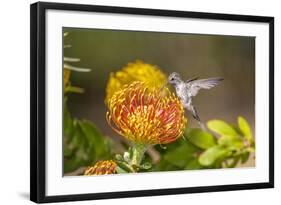 Anna's Hummingbird, Santa Cruz, California, USA-Tom Norring-Framed Photographic Print