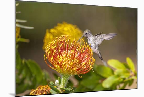 Anna's Hummingbird, Santa Cruz, California, USA-Tom Norring-Mounted Photographic Print