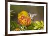 Anna's Hummingbird, Santa Cruz, California, USA-Tom Norring-Framed Photographic Print