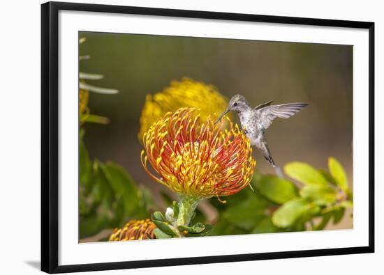 Anna's Hummingbird, Santa Cruz, California, USA-Tom Norring-Framed Photographic Print