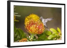 Anna's Hummingbird, Santa Cruz, California, USA-Tom Norring-Framed Photographic Print