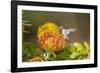 Anna's Hummingbird, Santa Cruz, California, USA-Tom Norring-Framed Photographic Print