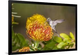 Anna's Hummingbird, Santa Cruz, California, USA-Tom Norring-Framed Photographic Print