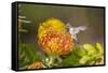 Anna's Hummingbird, Santa Cruz, California, USA-Tom Norring-Framed Stretched Canvas