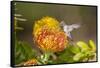 Anna's Hummingbird, Santa Cruz, California, USA-Tom Norring-Framed Stretched Canvas