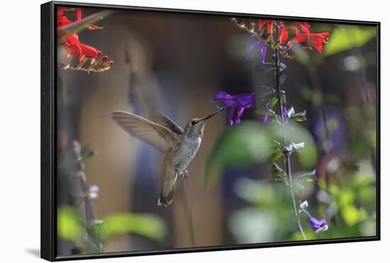 Anna's Hummingbird, Santa Cruz, California, USA-Tom Norring-Framed Photographic Print