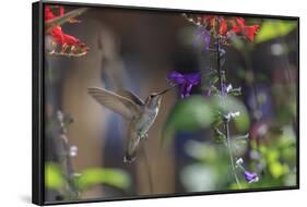 Anna's Hummingbird, Santa Cruz, California, USA-Tom Norring-Framed Photographic Print