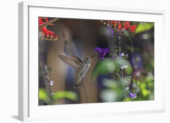 Anna's Hummingbird, Santa Cruz, California, USA-Tom Norring-Framed Photographic Print