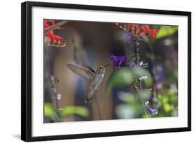 Anna's Hummingbird, Santa Cruz, California, USA-Tom Norring-Framed Photographic Print