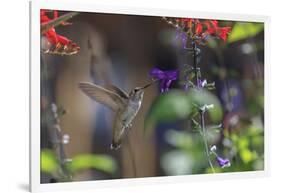 Anna's Hummingbird, Santa Cruz, California, USA-Tom Norring-Framed Photographic Print