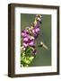 Anna's Hummingbird, Santa Cruz, California, USA-Tom Norring-Framed Photographic Print