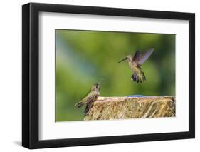 Anna's Hummingbird, Santa Cruz, California, USA-Tom Norring-Framed Photographic Print