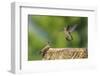 Anna's Hummingbird, Santa Cruz, California, USA-Tom Norring-Framed Photographic Print