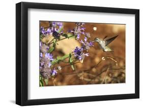 Anna's Hummingbird, Santa Cruz, California, USA-Tom Norring-Framed Photographic Print