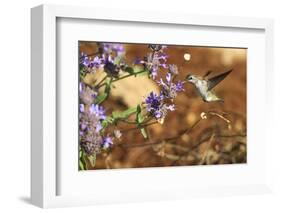 Anna's Hummingbird, Santa Cruz, California, USA-Tom Norring-Framed Photographic Print