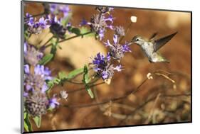 Anna's Hummingbird, Santa Cruz, California, USA-Tom Norring-Mounted Photographic Print